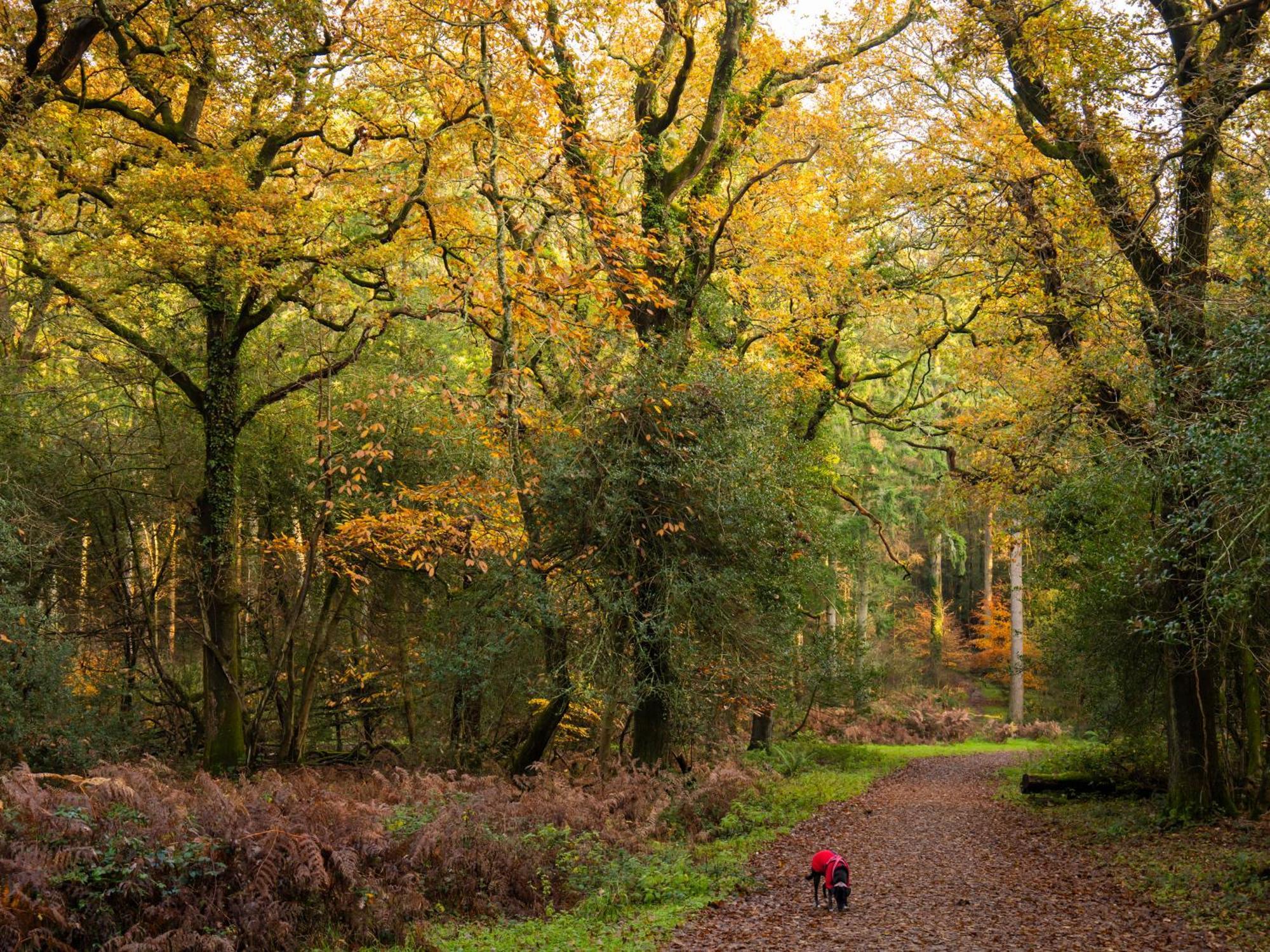 Wildwood B&B Lymington Bagian luar foto