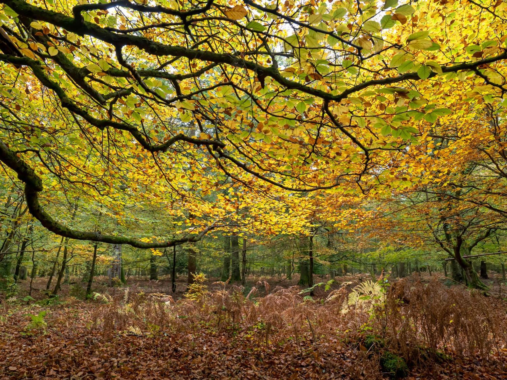 Wildwood B&B Lymington Bagian luar foto