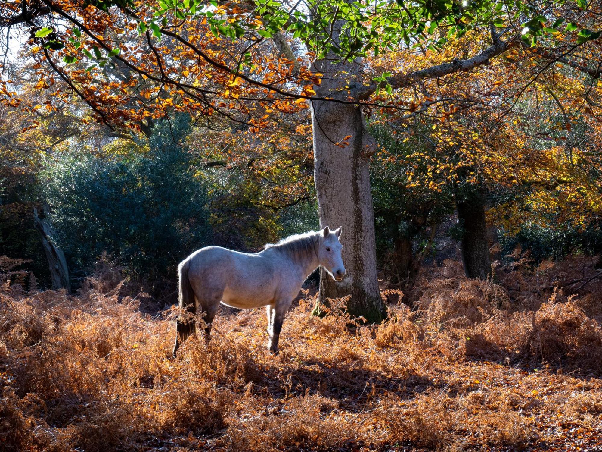 Wildwood B&B Lymington Bagian luar foto