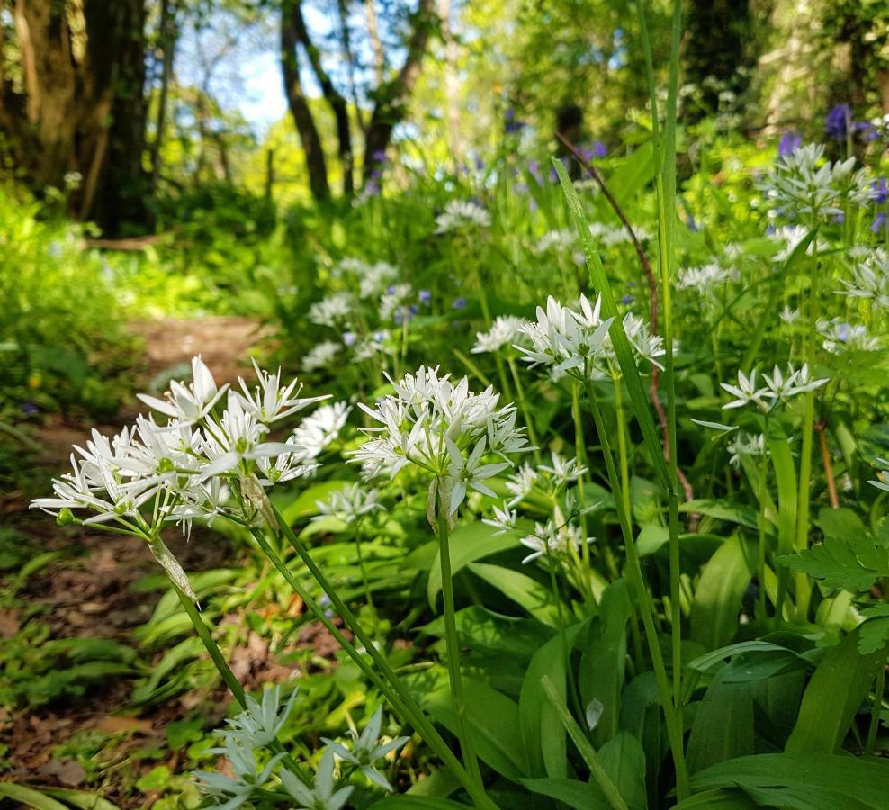 Wildwood B&B Lymington Bagian luar foto