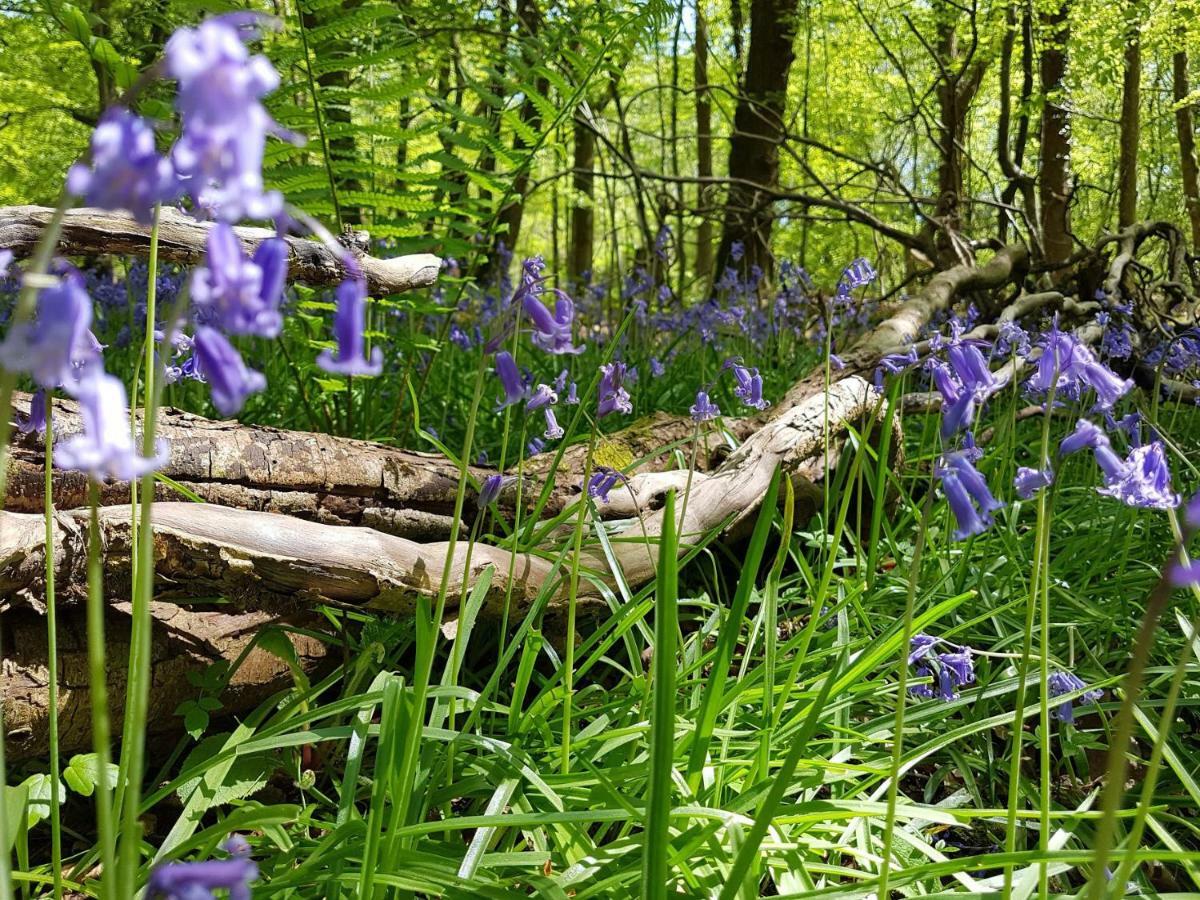 Wildwood B&B Lymington Bagian luar foto